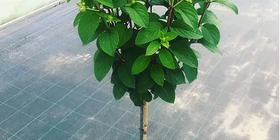 Альпіністыя гартэнзіі