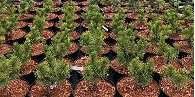 Іглічныя хмызнякі