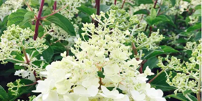 Лісцяныя хмызнякі