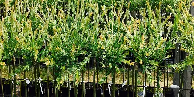 Узыходжанне вярбы