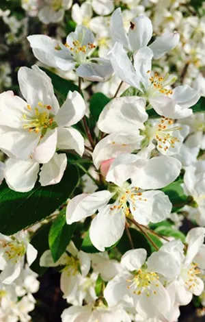 DREWEK Гадавальнік раслін